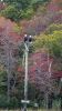 Eagles-at-Molly_s-Cove.jpg