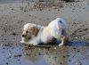 Filename=Faith_Ball_Dog.jpg
Filesize=105KiB
Dimensions=648x477
Date added=Sep 13, 2017 Faith_Ball_Dog.jpg