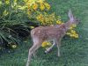 Filename=Fawn_1.jpg
Filesize=234KiB
Dimensions=960x720
Date added=Jul 24, 2019 Fawn_1.jpg