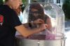 Filename=FunFair_8732.jpg
Filesize=126KiB
Dimensions=1080x720
Date added=Aug 03, 2016 FunFair_8732.jpg