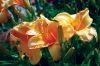 GARDEN_1688.jpg