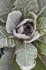 Filename=Garden-26.jpg
Filesize=470KiB
Dimensions=1200x1807
Date added=Apr 21, 2010 Garden-26.jpg