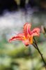 Filename=GardenTour_4.jpg
Filesize=65KiB
Dimensions=648x976
Date added=Jul 04, 2014 GardenTour_4.jpg