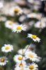 Filename=GardenTour_5.jpg
Filesize=80KiB
Dimensions=648x976
Date added=Jul 04, 2014 GardenTour_5.jpg