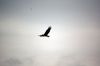Filename=Hatch_Eagle.jpg
Filesize=26KiB
Dimensions=648x431
Date added=Feb 18, 2015 Hatch_Eagle.jpg