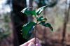 Filename=Hike_Holly.jpg
Filesize=71KiB
Dimensions=864x576
Date added=Jan 23, 2013 Hike_Holly.jpg