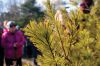 Filename=Hike_babypine.jpg
Filesize=132KiB
Dimensions=864x576
Date added=Jan 23, 2013 Hike_babypine.jpg