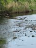 JenShepley_Heron.jpg