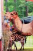 Filename=KM_Circus_3365.jpg
Filesize=203KiB
Dimensions=648x972
Date added=Jul 04, 2014 KM_Circus_3365.jpg