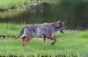 Livingstone_Coyote.jpg