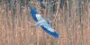 Filename=Livingstone_Heron.jpg
Filesize=222KiB
Dimensions=1413x720
Date added=May 05, 2021 Livingstone_Heron.jpg