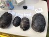 Filename=MAC_BoxTurtle_1.jpg
Filesize=158KiB
Dimensions=960x720
Date added=May 05, 2021 MAC_BoxTurtle_1.jpg