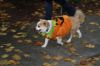 Filename=MR_H_Parade_1946.jpg
Filesize=103KiB
Dimensions=864x576
Date added=Nov 01, 2013 MR_H_Parade_1946.jpg
