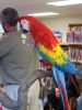 Filename=Mango-the-macaw.jpg
Filesize=301KiB
Dimensions=1200x1600
Date added=Mar 09, 2011 Mango-the-macaw.jpg