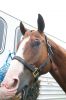 Filename=MarioHorse2015_9175.jpg
Filesize=76KiB
Dimensions=479x720
Date added=Jul 09, 2015 MarioHorse2015_9175.jpg