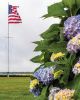 Filename=Marion-Garden-Society-4.jpg
Filesize=131KiB
Dimensions=576x720
Date added=Jun 30, 2021 Marion-Garden-Society-4.jpg