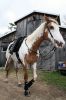 Filename=MemorialHorse_7698.jpg
Filesize=99KiB
Dimensions=480x720
Date added=May 25, 2016 MemorialHorse_7698.jpg