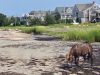 MiniHorse_2676.jpg