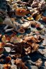 Filename=Mush_Cover-_0.jpg
Filesize=509KiB
Dimensions=1200x1800
Date added=Oct 16, 2012 Mush_Cover-_0.jpg