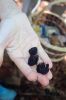Filename=Mushroom_4134.jpg
Filesize=52KiB
Dimensions=480x720
Date added=Oct 03, 2018 Mushroom_4134.jpg