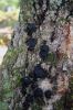 Filename=Mushroom_4135.jpg
Filesize=140KiB
Dimensions=480x720
Date added=Oct 03, 2018 Mushroom_4135.jpg