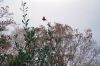 Filename=NASKET_BF5.jpg
Filesize=220KiB
Dimensions=1200x800
Date added=Oct 12, 2011 NASKET_BF5.jpg
