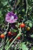 Filename=NIMBY_7507.jpg
Filesize=167KiB
Dimensions=648x972
Date added=Sep 06, 2017 NIMBY_7507.jpg