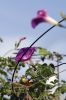 Filename=NIMBY_7509.jpg
Filesize=91KiB
Dimensions=648x972
Date added=Sep 06, 2017 NIMBY_7509.jpg