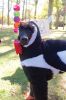 Filename=Oktopurfest_4577.jpg
Filesize=91KiB
Dimensions=480x720
Date added=Oct 22, 2015 Oktopurfest_4577.jpg