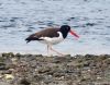 OysterCatcher_Ball_3.jpg