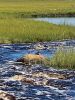 Filename=Prefontaine_creek.jpg
Filesize=163KiB
Dimensions=540x720
Date added=Sep 08, 2021 Prefontaine_creek.jpg