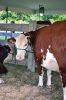 Filename=RCF1_0071.jpg
Filesize=202KiB
Dimensions=648x972
Date added=Aug 19, 2014 RCF1_0071.jpg