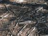 Filename=RLT_trees_3250.jpg
Filesize=356KiB
Dimensions=960x720
Date added=May 29, 2019 RLT_trees_3250.jpg