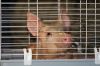 Filename=RMSplay_9699.jpg
Filesize=137KiB
Dimensions=1080x720
Date added=May 02, 2018 RMSplay_9699.jpg