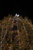 Filename=ROtree_4860.jpg
Filesize=159KiB
Dimensions=648x972
Date added=Dec 06, 2018 ROtree_4860.jpg
