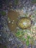 Filename=ROturtleNesting.jpg
Filesize=252KiB
Dimensions=864x1157
Date added=Jul 17, 2014 ROturtleNesting.jpg
