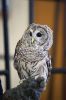 Filename=Raptors_0467.jpg
Filesize=160KiB
Dimensions=648x974
Date added=May 19, 2016 Raptors_0467.jpg