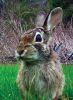 Filename=RobertPina2.jpg
Filesize=151KiB
Dimensions=532x720
Date added=May 06, 2020 RobertPina2.jpg