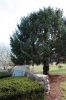 Filename=Rochester_Santa_1516.jpg
Filesize=147KiB
Dimensions=480x720
Date added=Dec 16, 2020 Rochester_Santa_1516.jpg