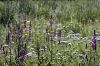 Filename=ShawTrail_5882.jpg
Filesize=120KiB
Dimensions=648x432
Date added=Aug 05, 2015 ShawTrail_5882.jpg