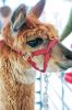 Filename=Springfest-9148.jpg
Filesize=143KiB
Dimensions=648x976
Date added=May 14, 2014 Springfest-9148.jpg