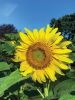 Sunflower_6068.jpg