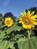 Sunflower_6069.jpg