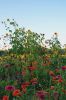 Filename=Sunflowers_3381.jpg
Filesize=336KiB
Dimensions=792x1188
Date added=Sep 03, 2014 Sunflowers_3381.jpg