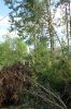 Filename=Tornado-Mick-081023-24_26.jpg
Filesize=188KiB
Dimensions=480x720
Date added=Aug 09, 2023 Tornado-Mick-081023-24_26.jpg