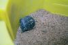 Filename=Turtles_9306.jpg
Filesize=84KiB
Dimensions=648x432
Date added=Sep 07, 2016 Turtles_9306.jpg