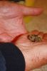 Filename=Turtles_9309.jpg
Filesize=75KiB
Dimensions=648x972
Date added=Sep 07, 2016 Turtles_9309.jpg