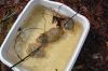 Filename=VernalPools_59_17.jpg
Filesize=214KiB
Dimensions=1080x720
Date added=Apr 21, 2021 VernalPools_59_17.jpg