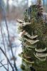 Filename=WoodsWalk_16.jpg
Filesize=155KiB
Dimensions=648x976
Date added=Feb 26, 2014 WoodsWalk_16.jpg
