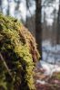 Filename=WoodsWalk_18.jpg
Filesize=121KiB
Dimensions=648x976
Date added=Feb 26, 2014 WoodsWalk_18.jpg